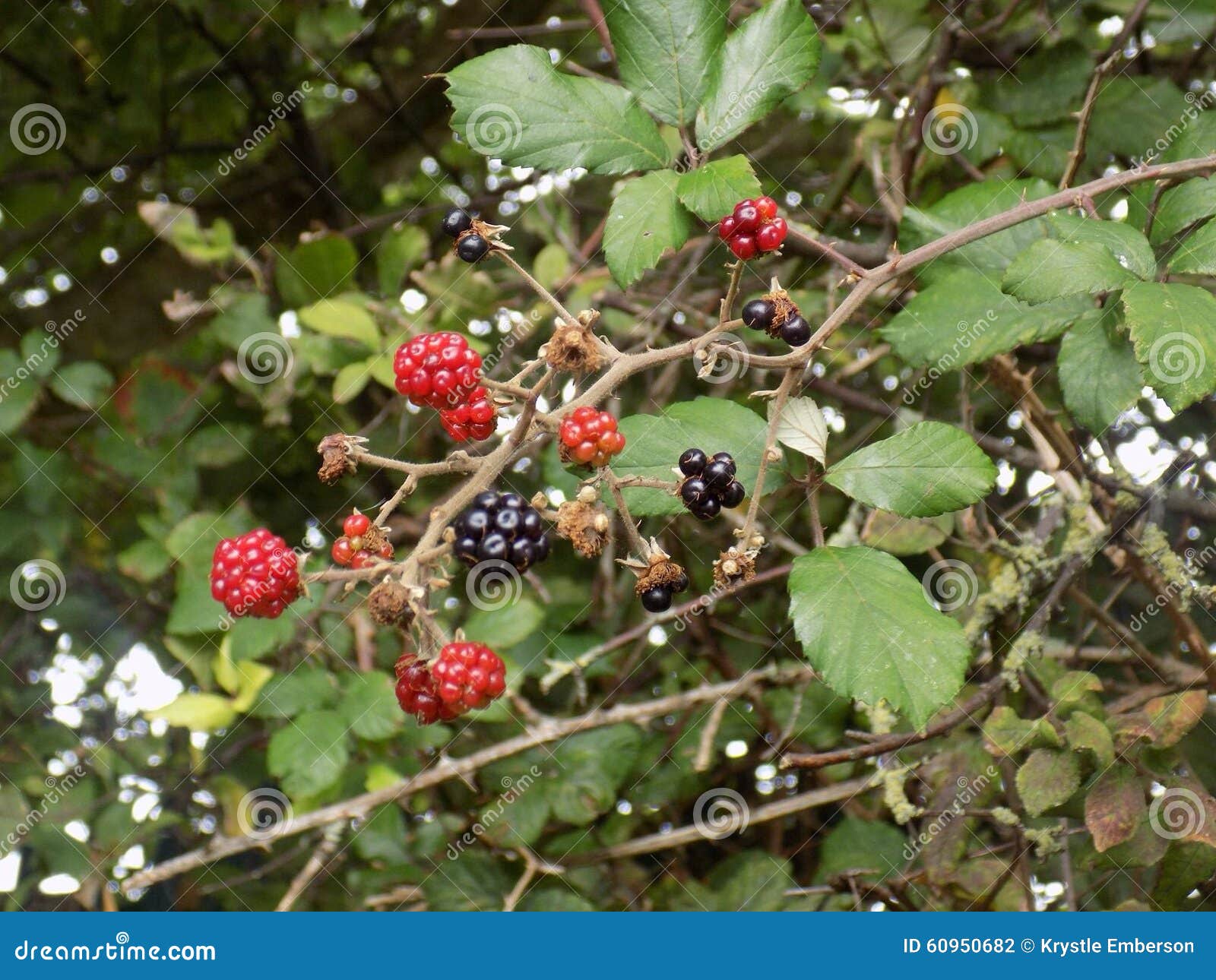 Wild berries stock photo. Image of growth, food, wildlife 60950682