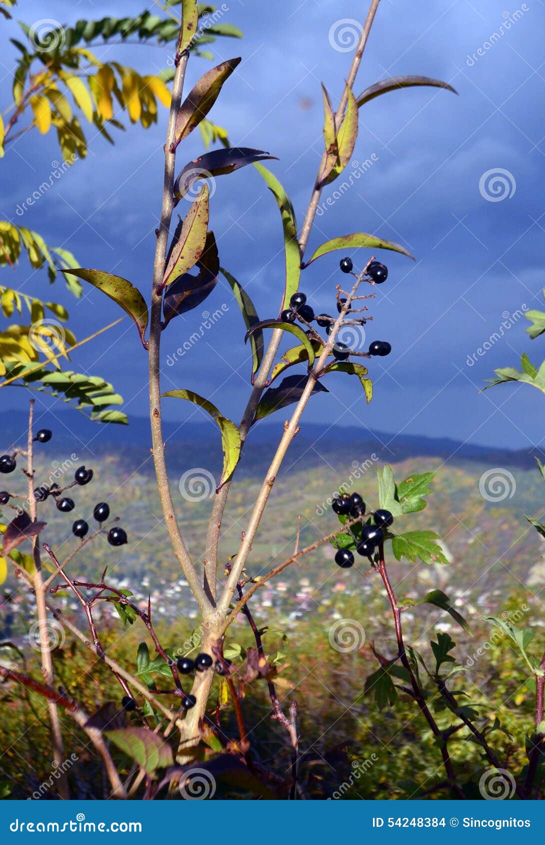 Wild berries stock photo. Image of light, front, outdoor 54248384