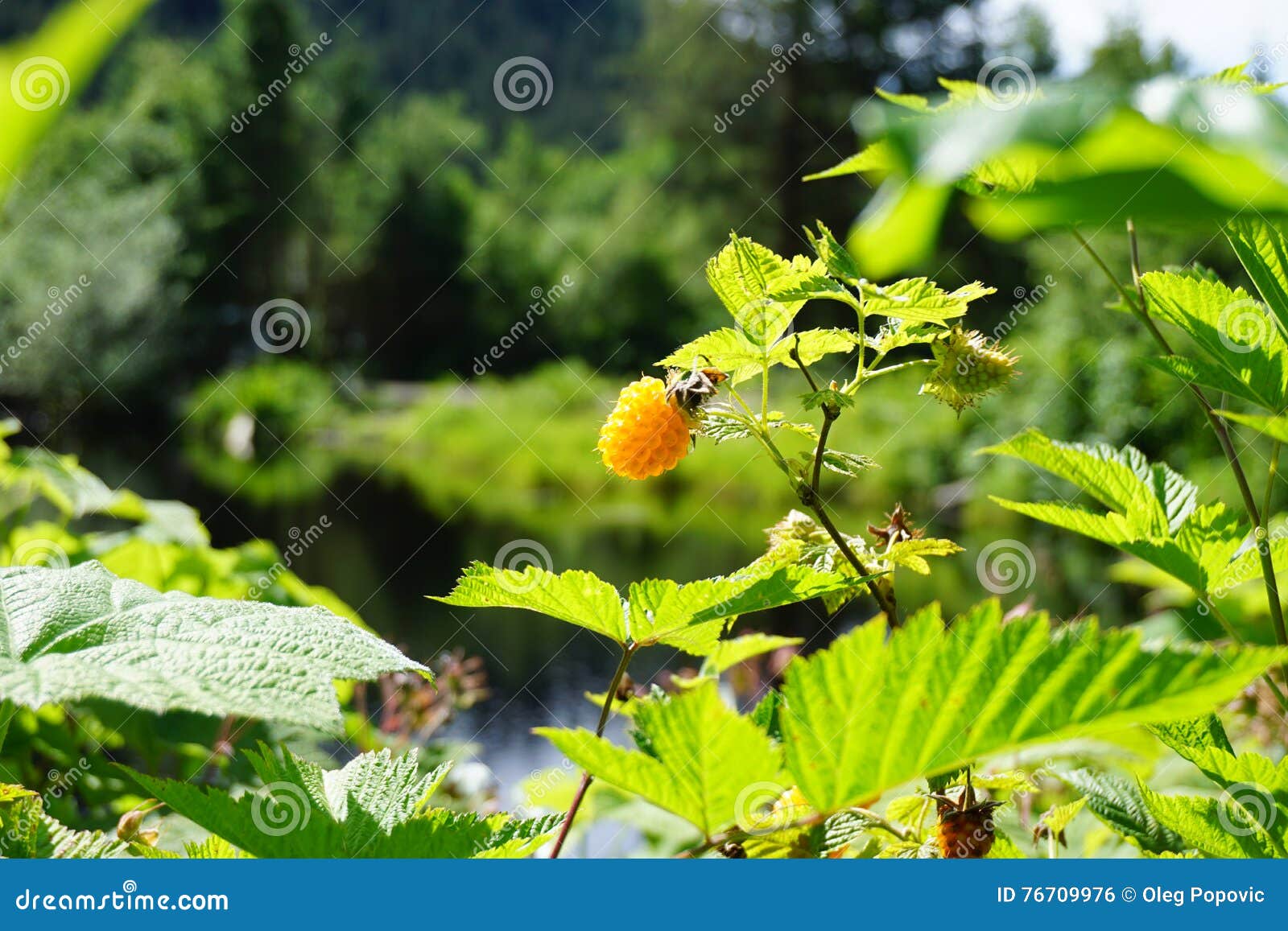 Wild berry in Alaska stock photo. Image of tasty, mellow 76709976