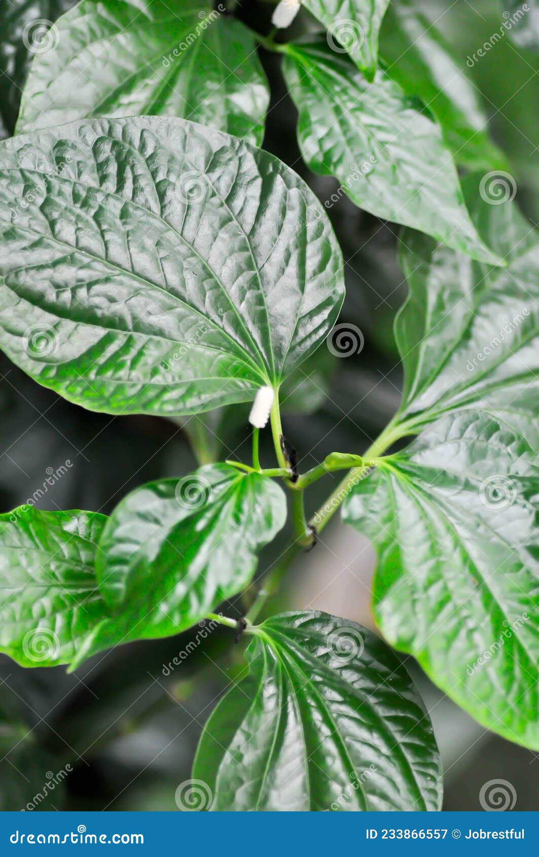 Wild Betel Leafbush , Piper Sarmentosum Roxb or Piper Lolot Stock Image ...