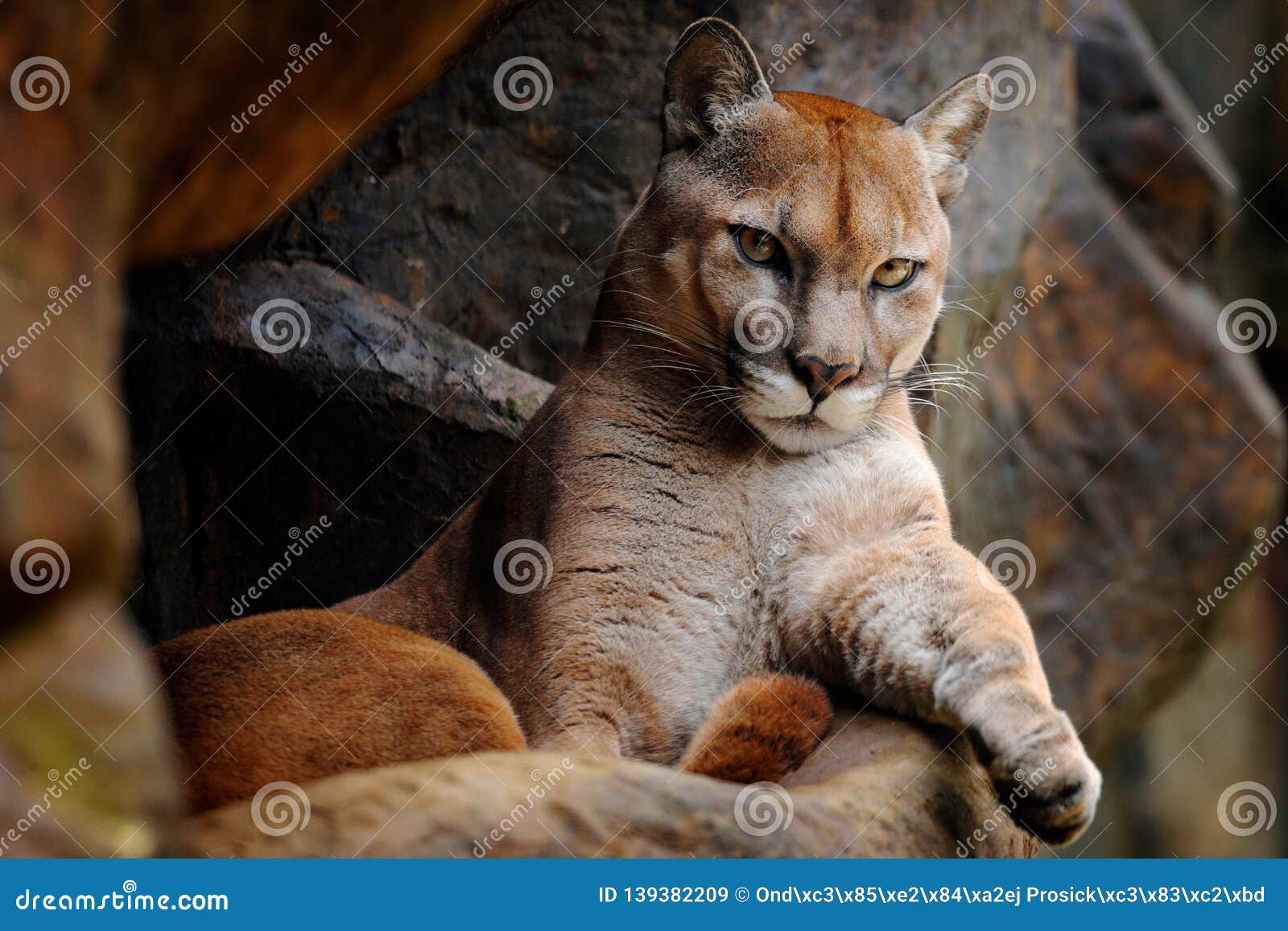 puma wild cat