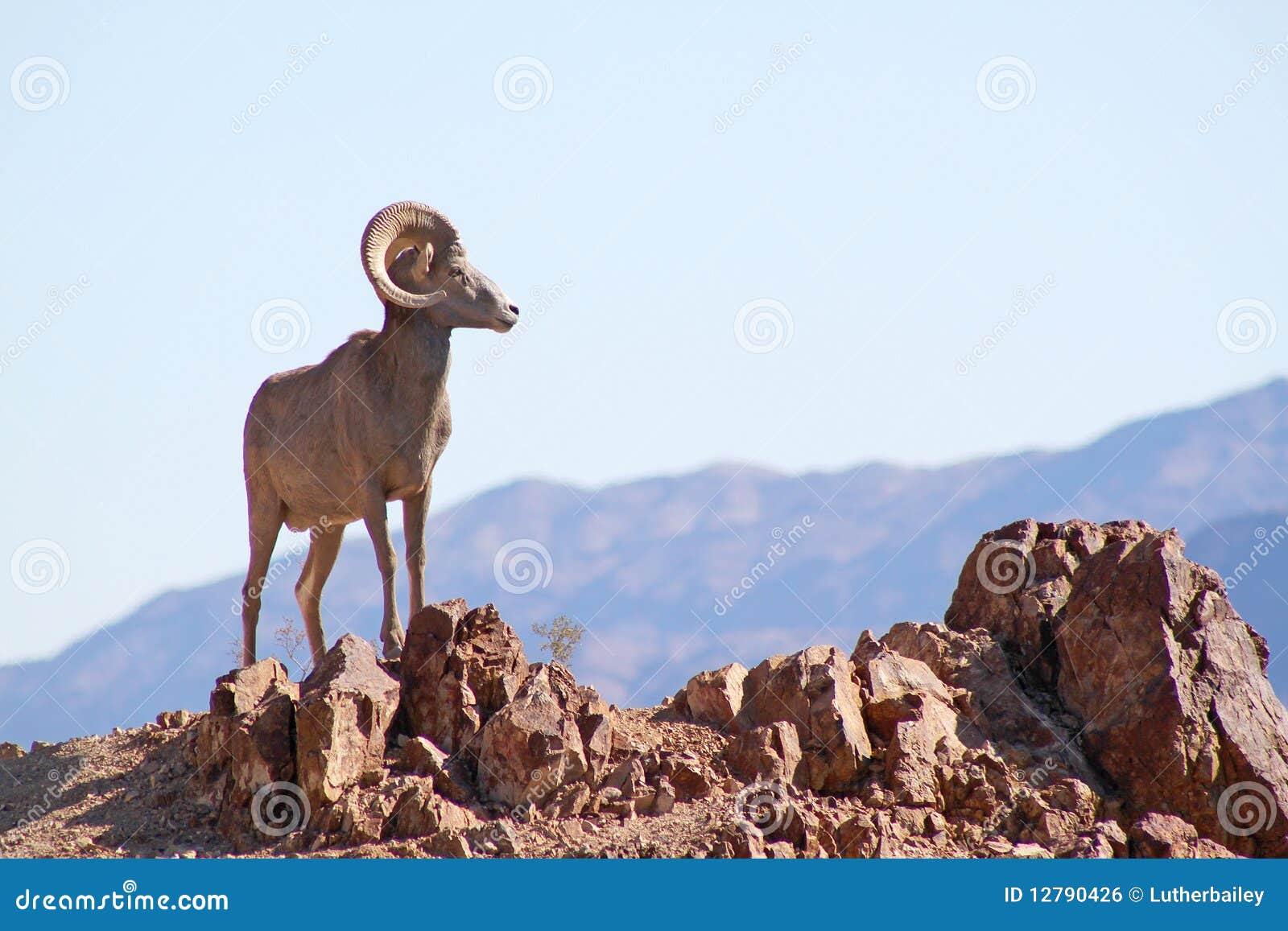 Wild Bighorn Sheep Stock Photo Image Of Desert Horns