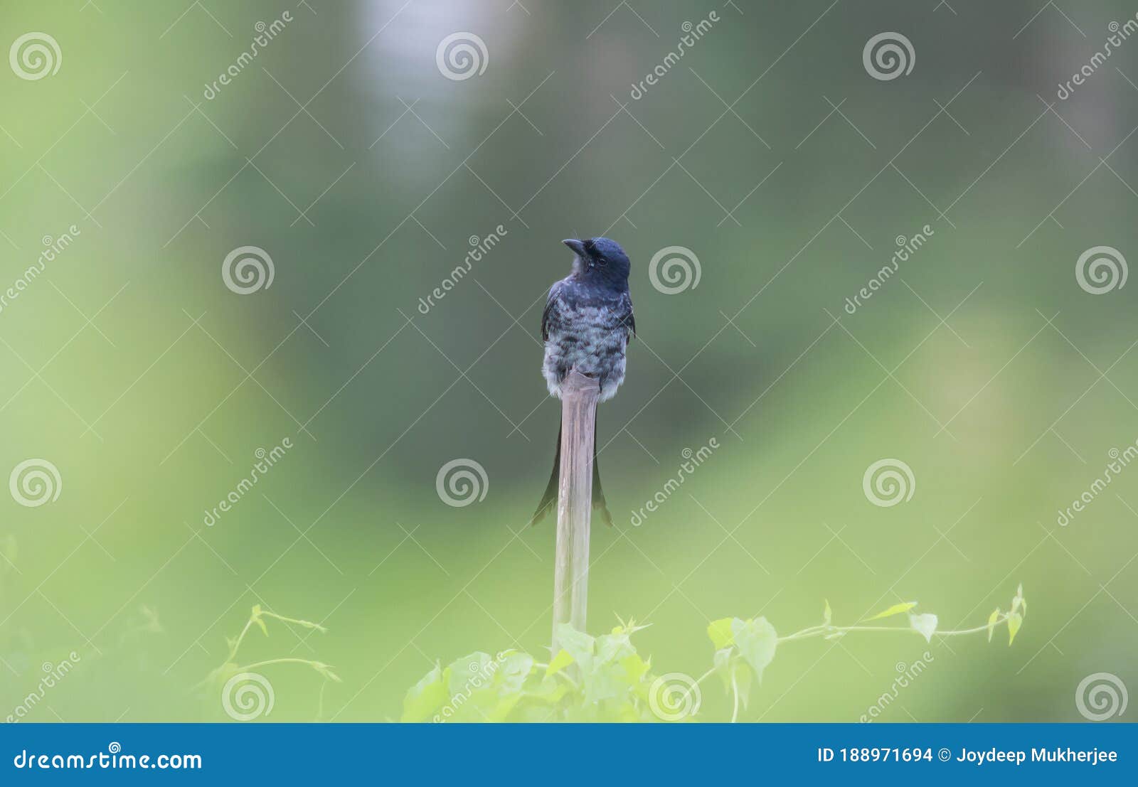 wildbird bamboo