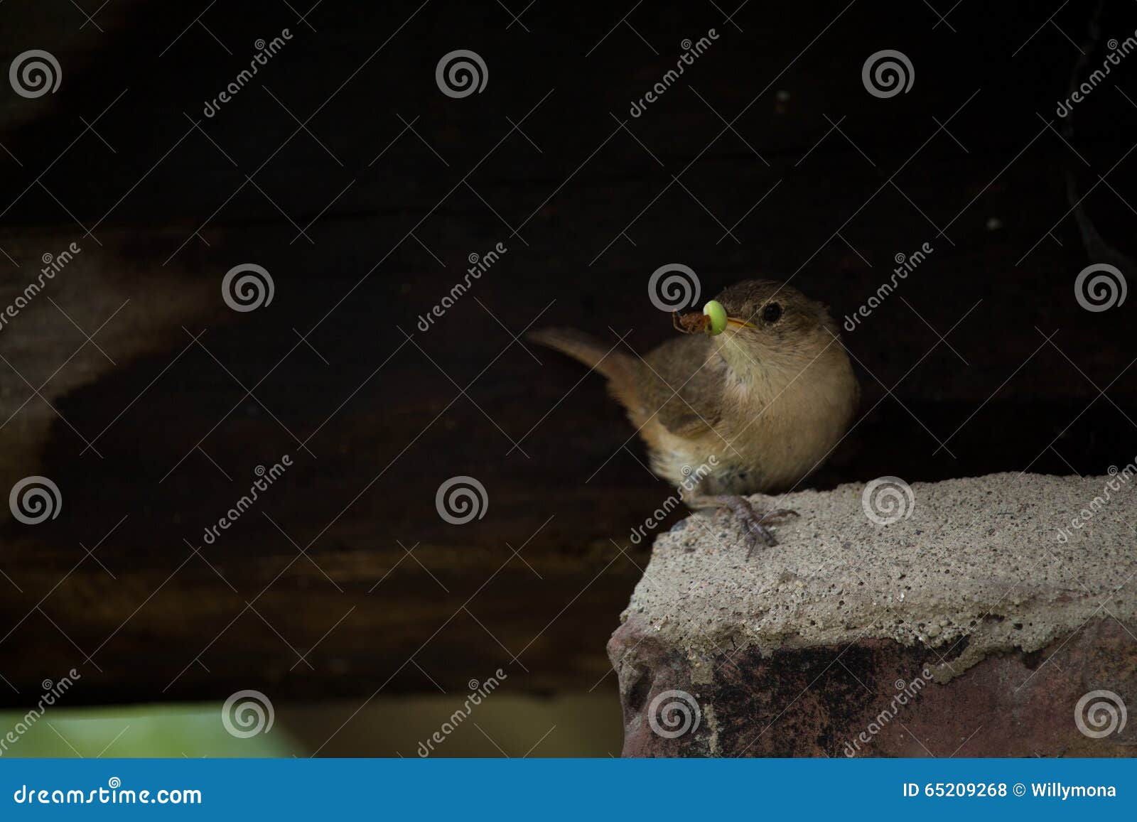 Wild bird eating stock photo. Image of pico, beak, bird 65209268