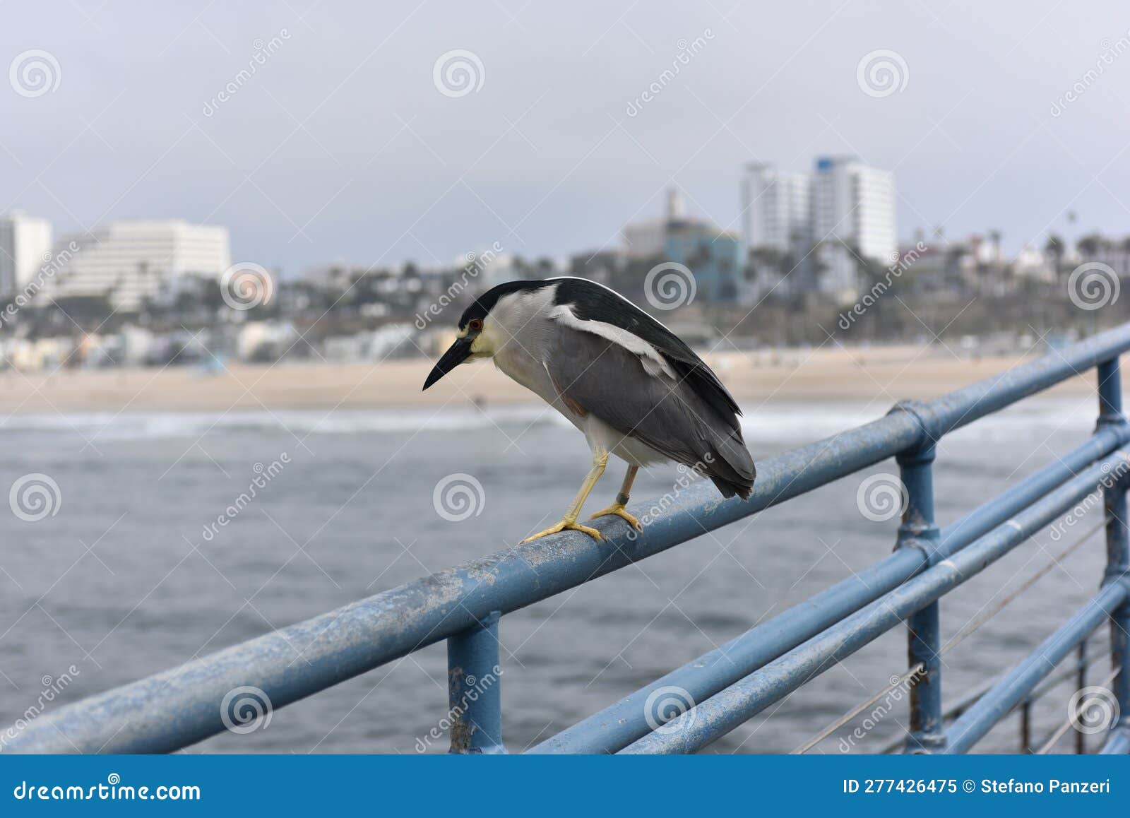 WILD  Los Angeles CA