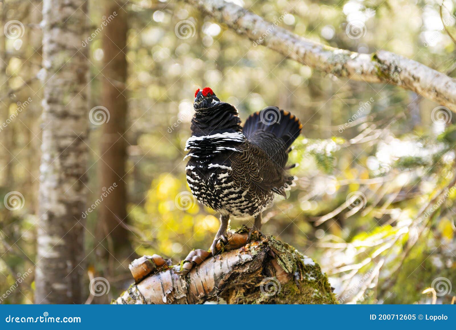 Wild Bird Rock Partridge in Winter Forest Stock Image Image of male