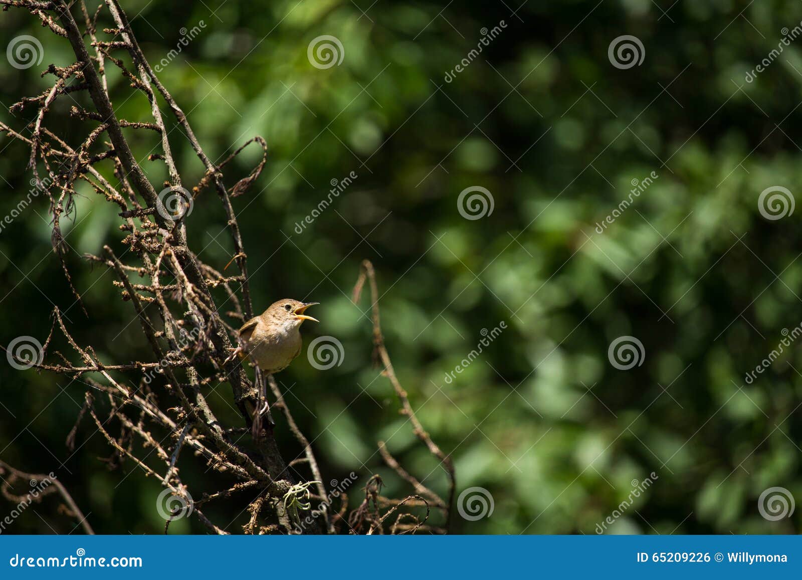 Wild bird singing stock photo. Image of feathers, singing 65209226