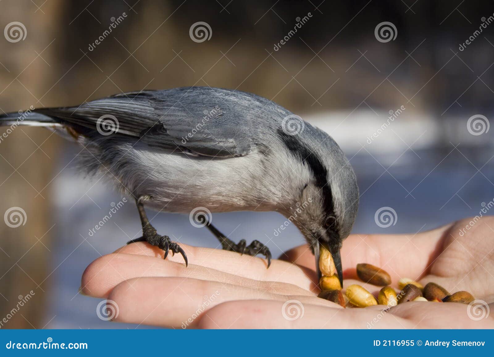 Wild Bird Sitting on the Hand Stock Image Image of trunk, feather