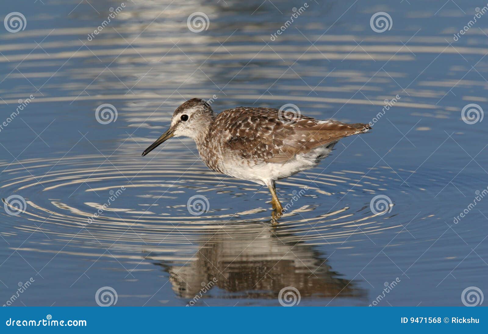 Wild bird in water stock photo. Image of cute, claws, eyes 9471568