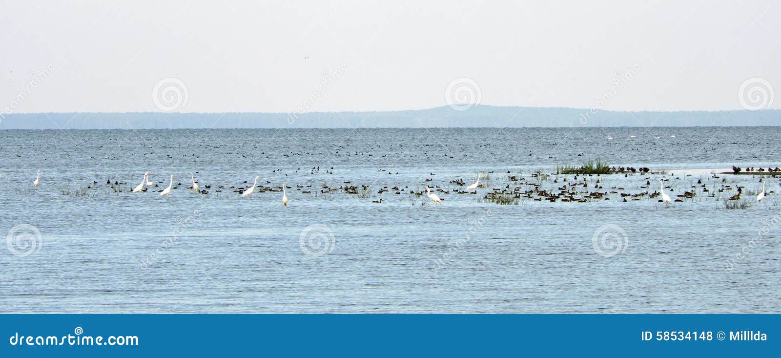 Wild Birds in Curonian Spit Stock Photo Image of white, background