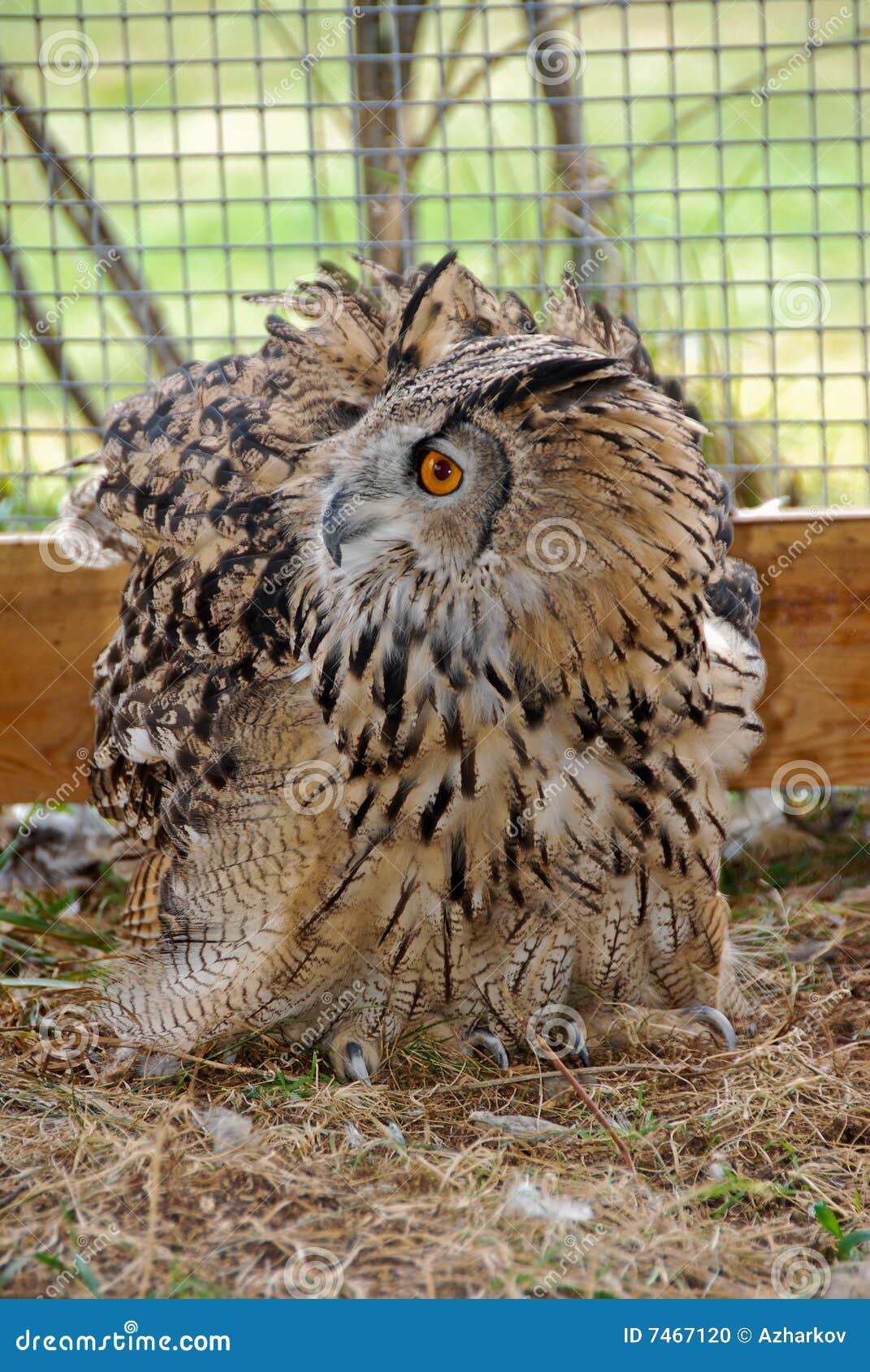 Wild birds of Siberia. The Siberian eagle owl. Russia. Western Siberia. The Siberian owl.