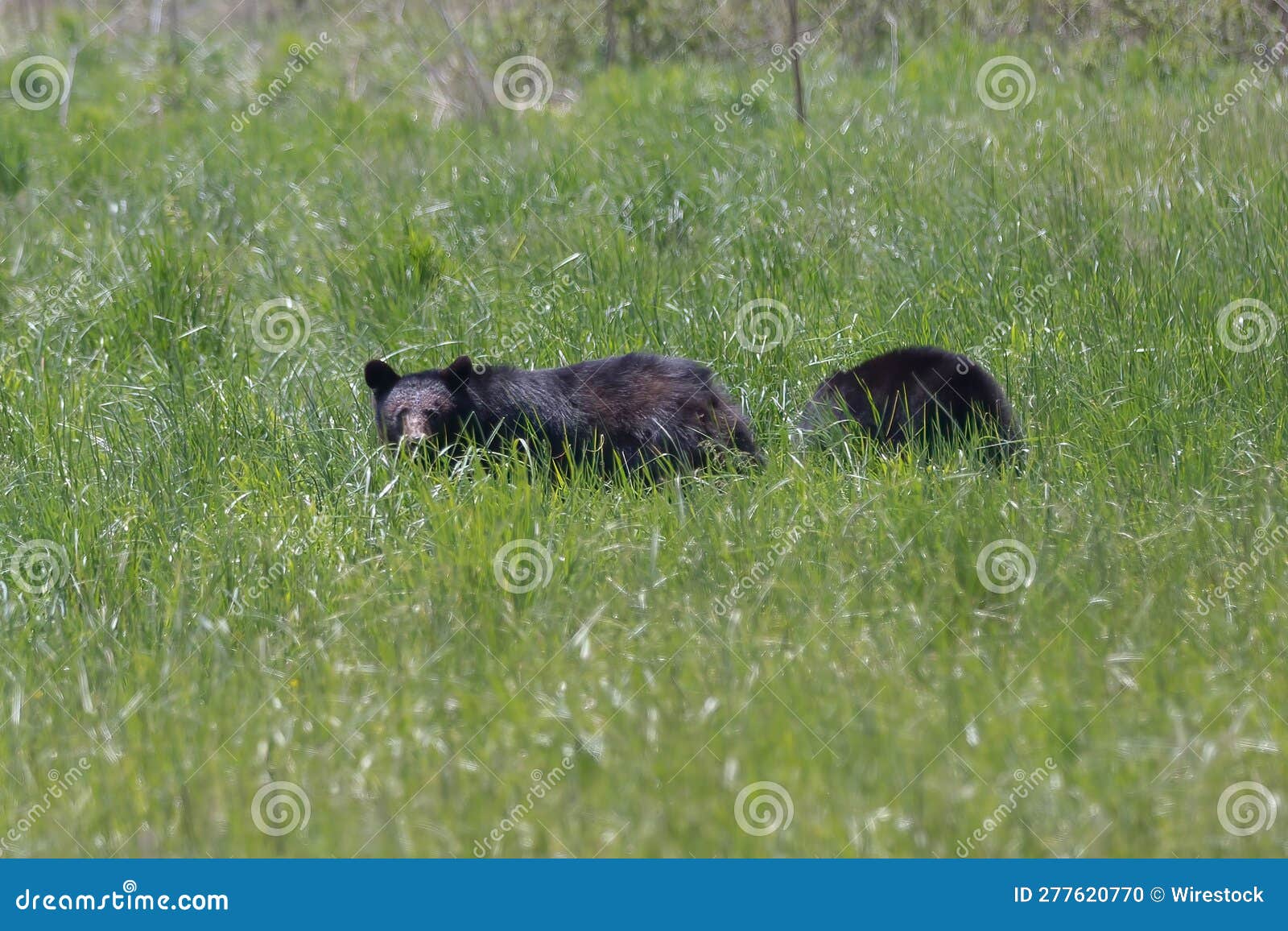 Wild Black Bears at Cades Cove in the Great Smokey Mountains National ...