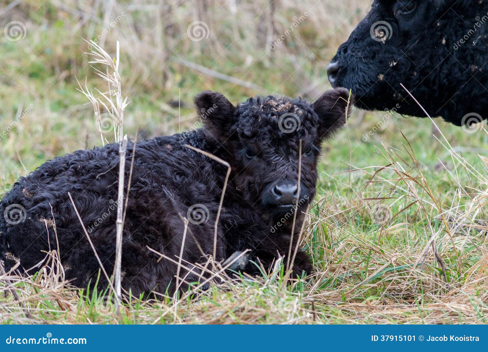 wild black bovine calf lying on the grass with caring mother