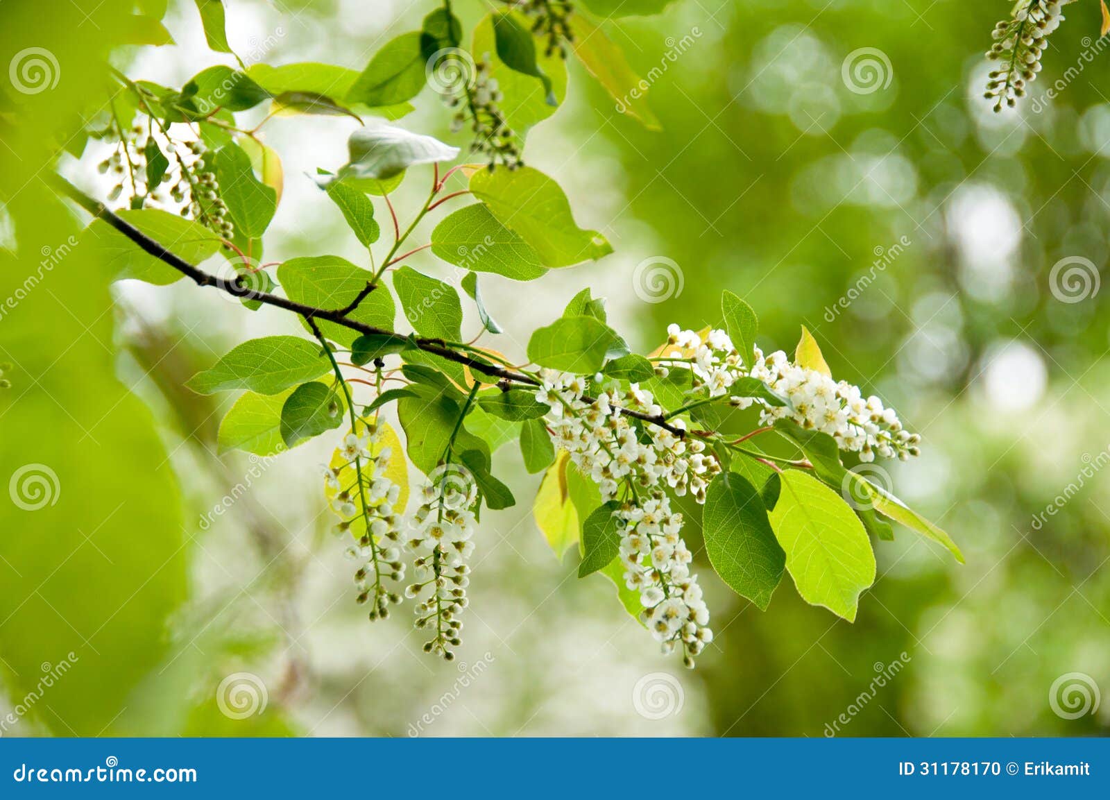 236 Wild Edibles Stock Photos - Free & Royalty-Free Stock Photos from  Dreamstime