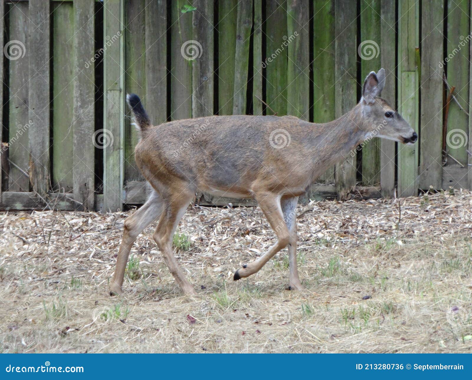 Wild deer visit a backyard stock photo. Image of brown 213280736