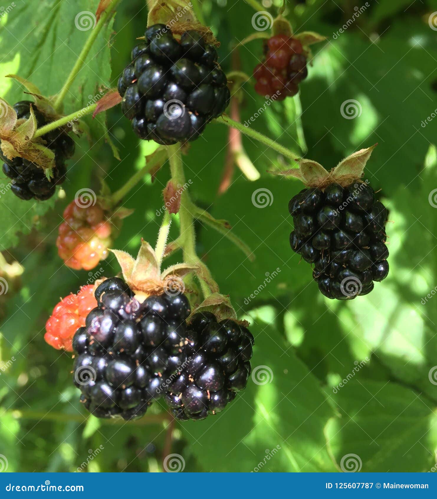 Wild blackberries stock image. Image of fruits, bush 125607787