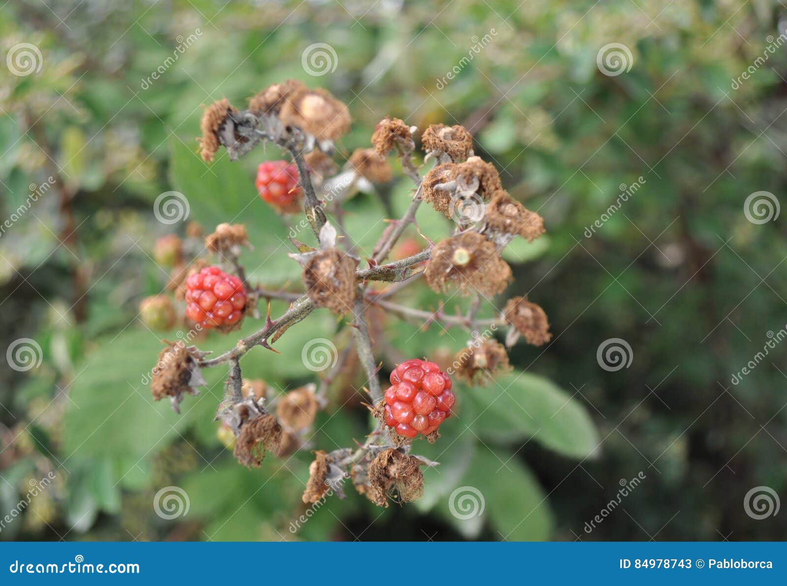 Wild blackberries stock image. Image of green, macro 84978743