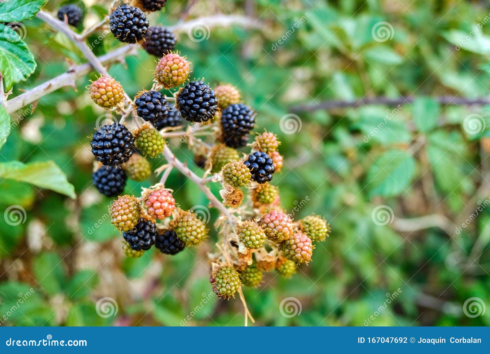 Wild Blackberries Ripening during the Fall Stock Photo Image of blue