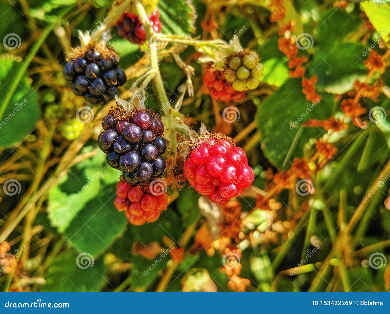 wild blackberries in stages of ripening. red and blackish. berries on stems in nature.