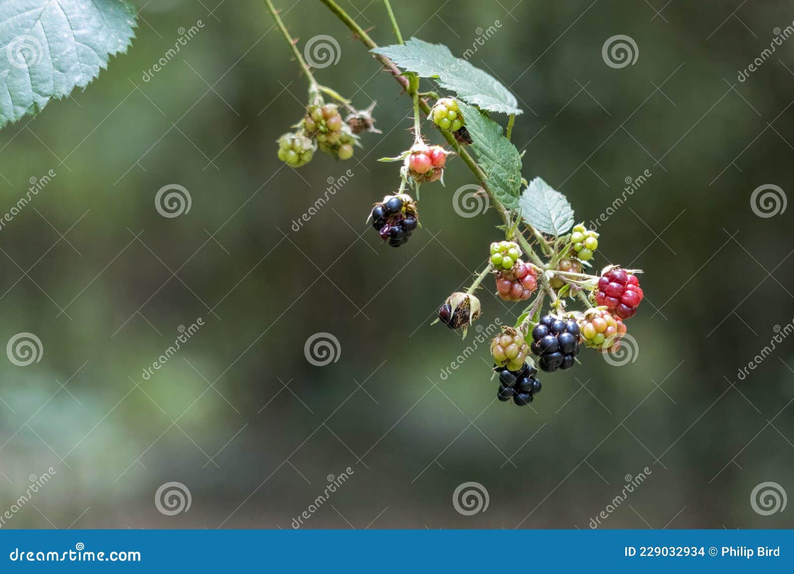 Blackberries at Various Stages of Ripening Stock Photo Image of