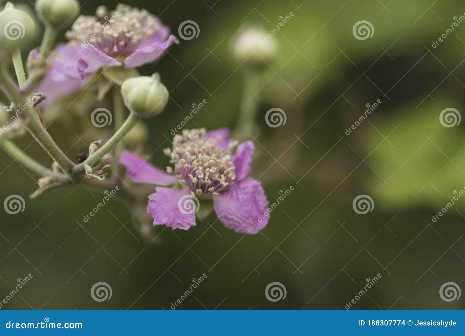wild blackberry flowers and buds