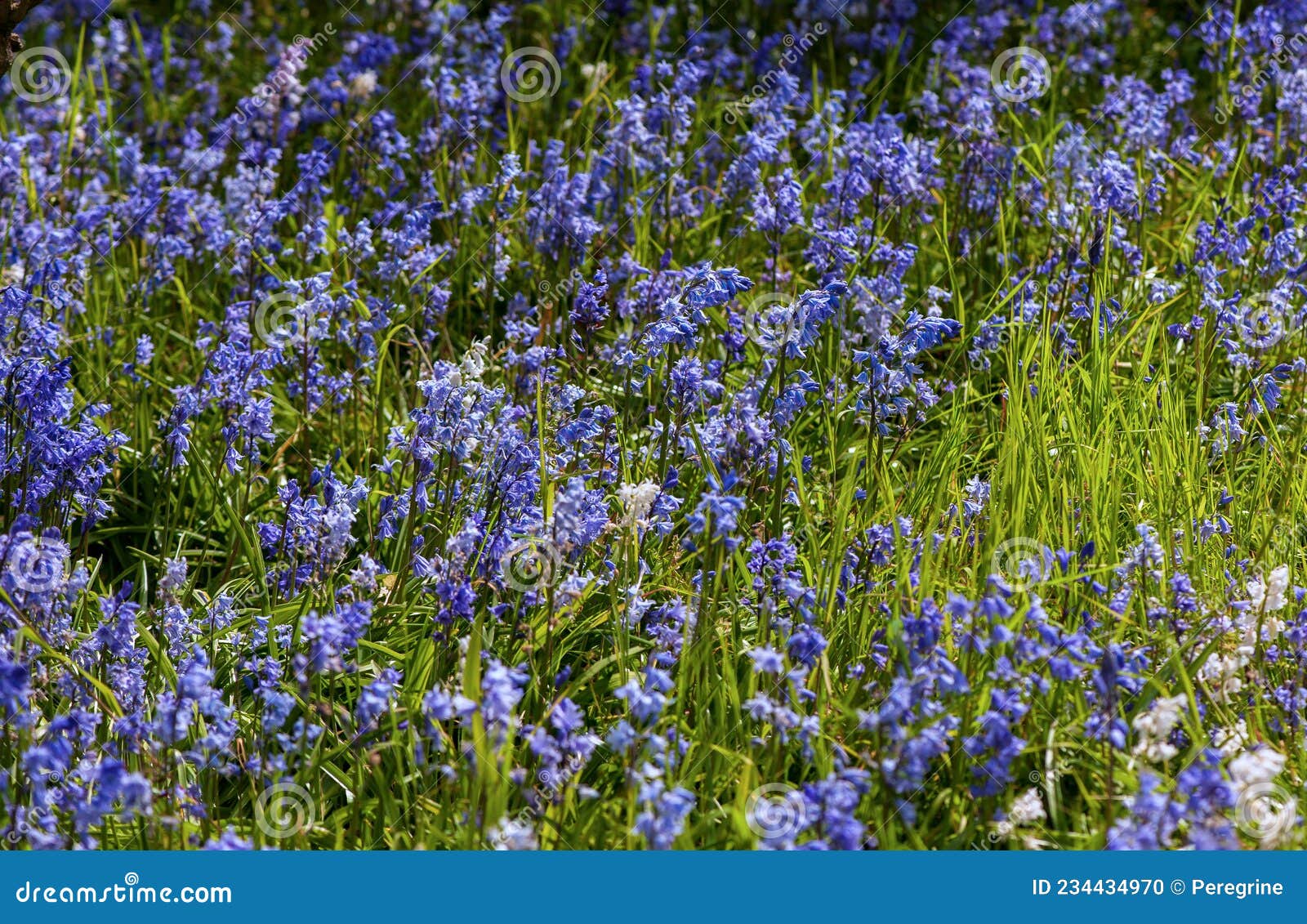 Wild blue bell stock photo. Image of beauty, background 234434970