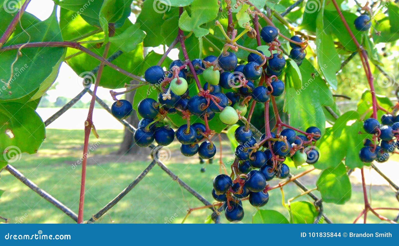 Blue Berries on Vine stock photo. Image of dessert, fresh 101835844