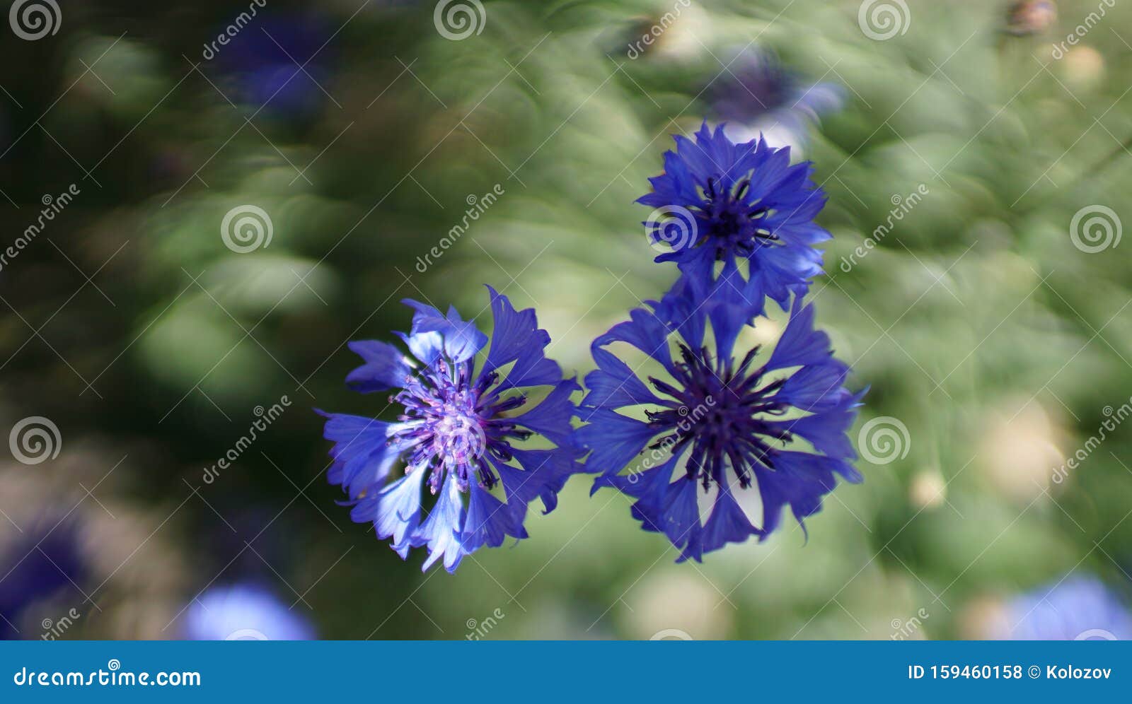 Wild Blue Flower Cornflower On Natural Background Centaurea Stock