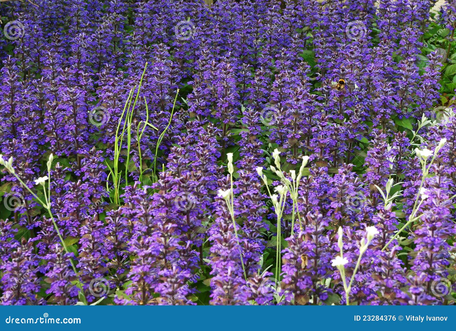 Wild blue flowers stock photo. Image of background, landscape 23284376
