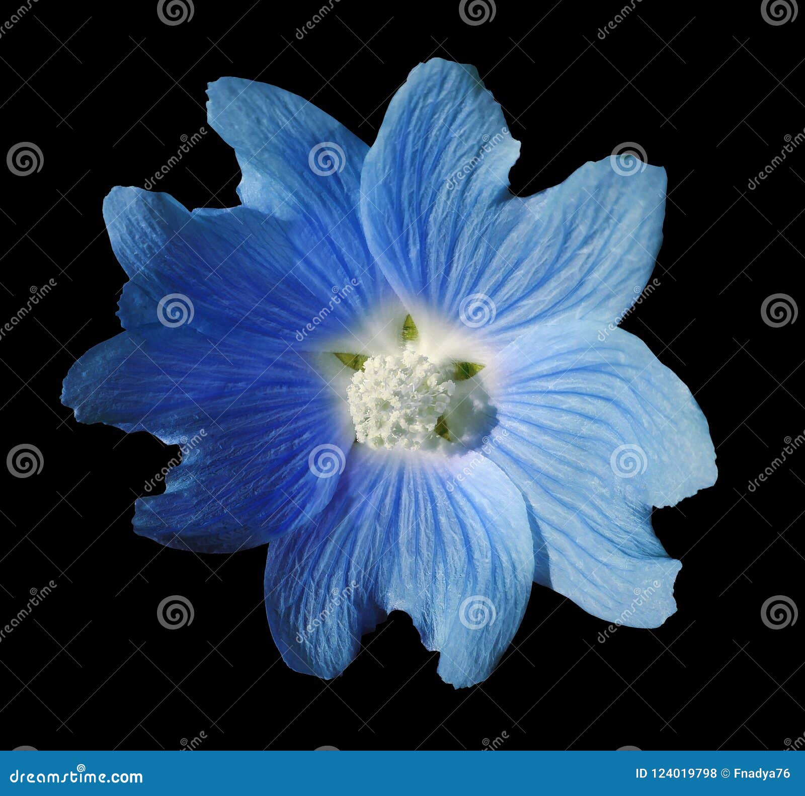 2 717 Blue Mallow Photos Free Royalty Free Stock Photos From Dreamstime