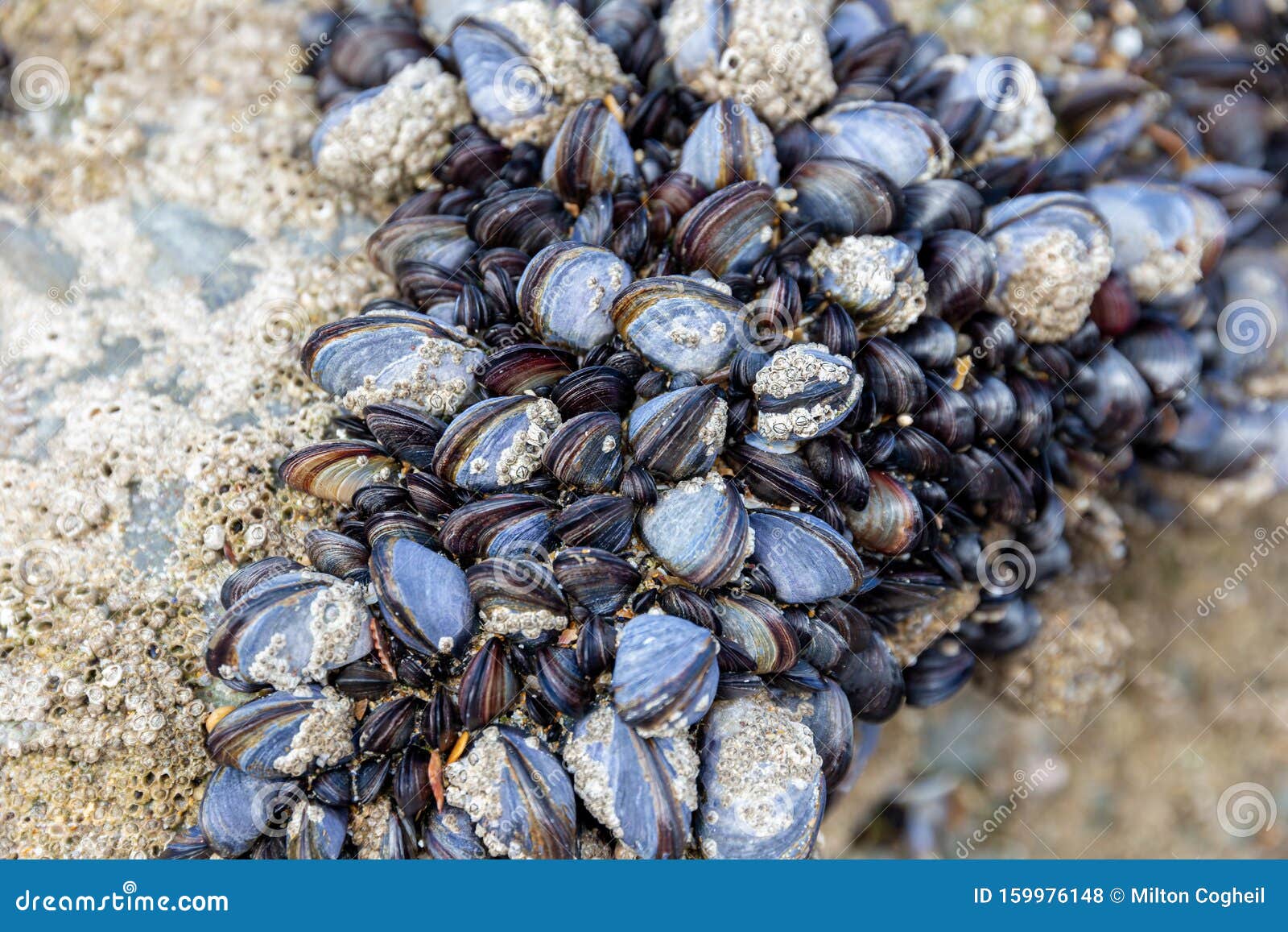 Mussels Mytilus Trossulus Groving Up On A Sea Rock In Intertidal Zone ... Biology Diagrams