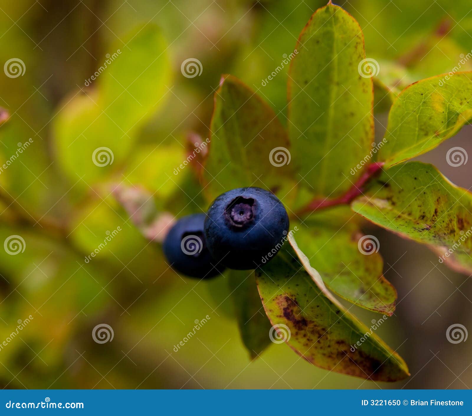 Wild Blueberry stock photo. Image of treat, grow, mushroom - 3221650