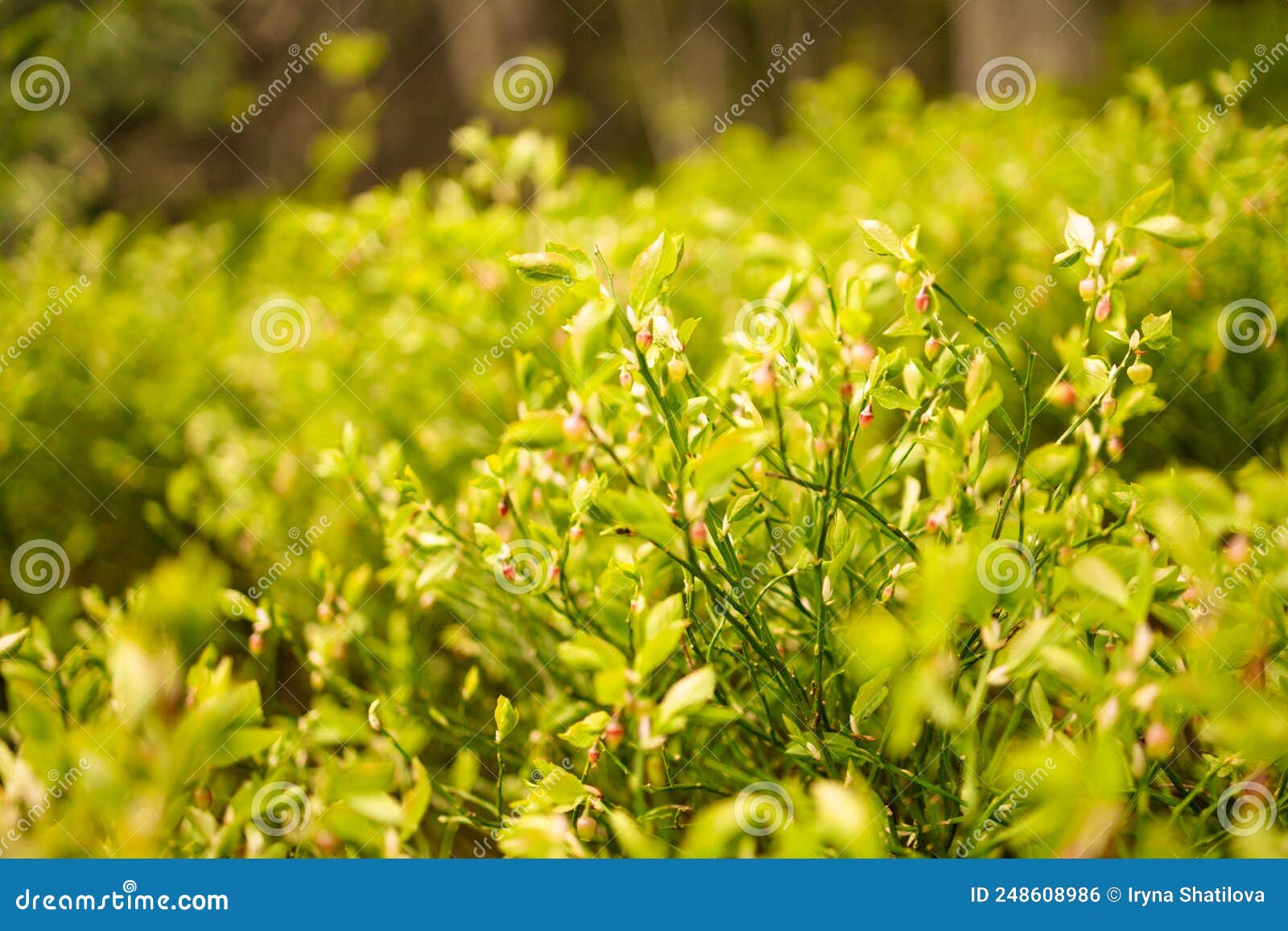 Blueberry Plant in Sunlight at Forest Stock Photo Image of bloom, hortensial 248608986