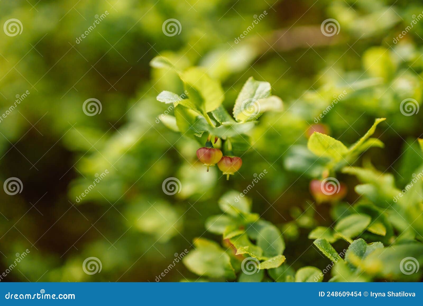 Blueberry Plant in Sunlight at Forest Stock Photo Image of natural, cultivated 248609454