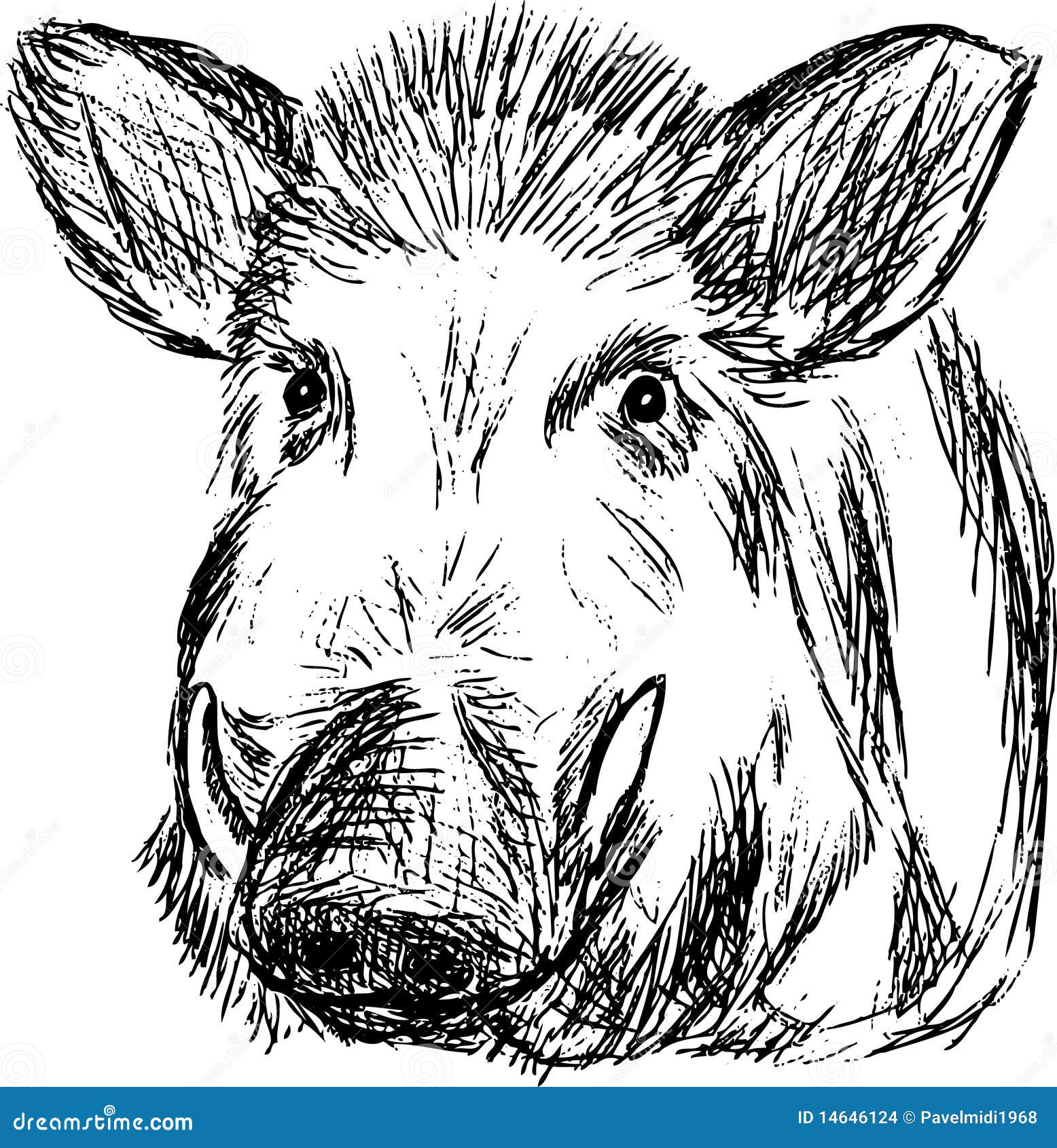 Wild boar stock vector. Illustration of boar, wild, white - 14646124