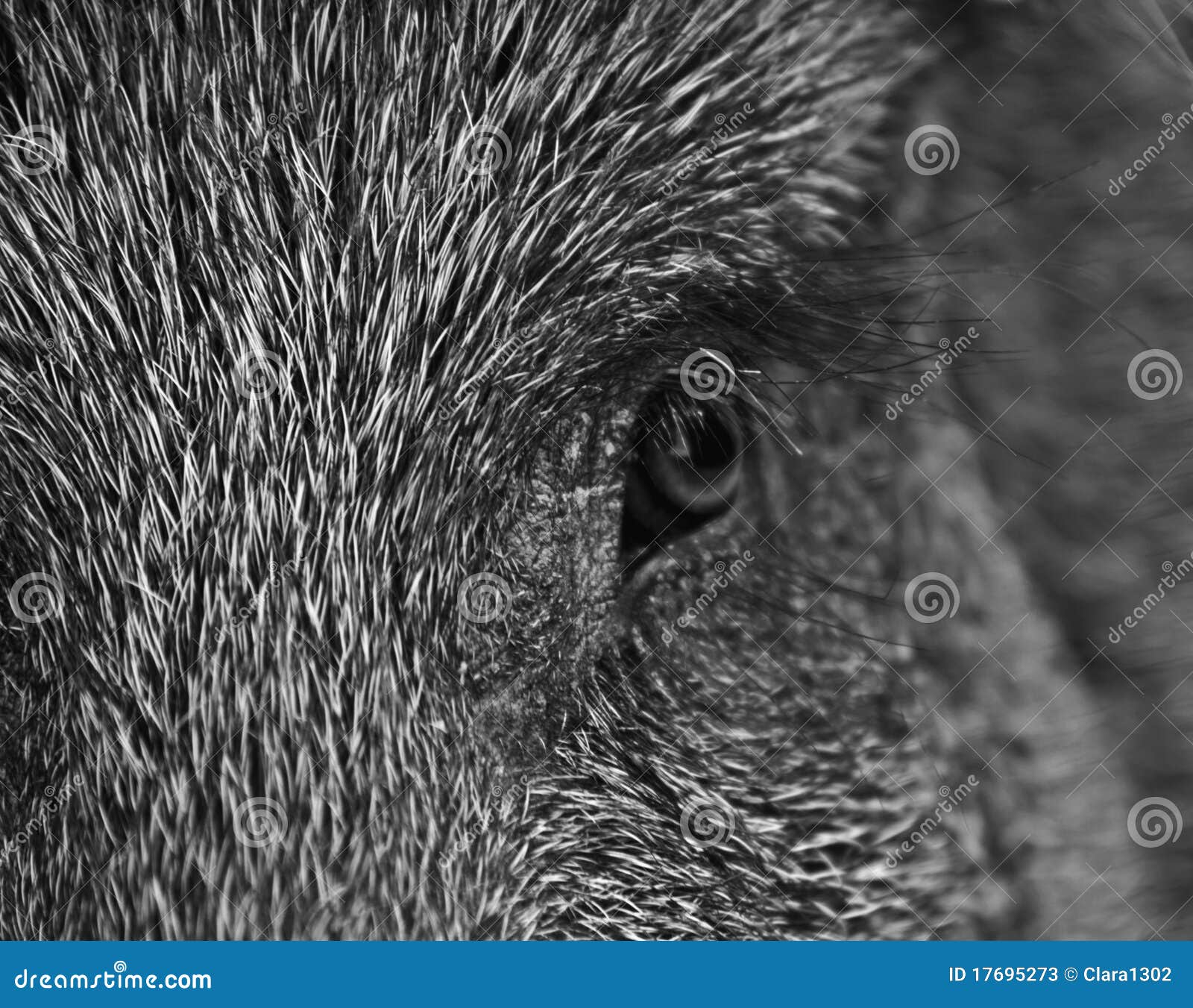 Wild boar stock image. Image of white, attentive, eyes 17695273