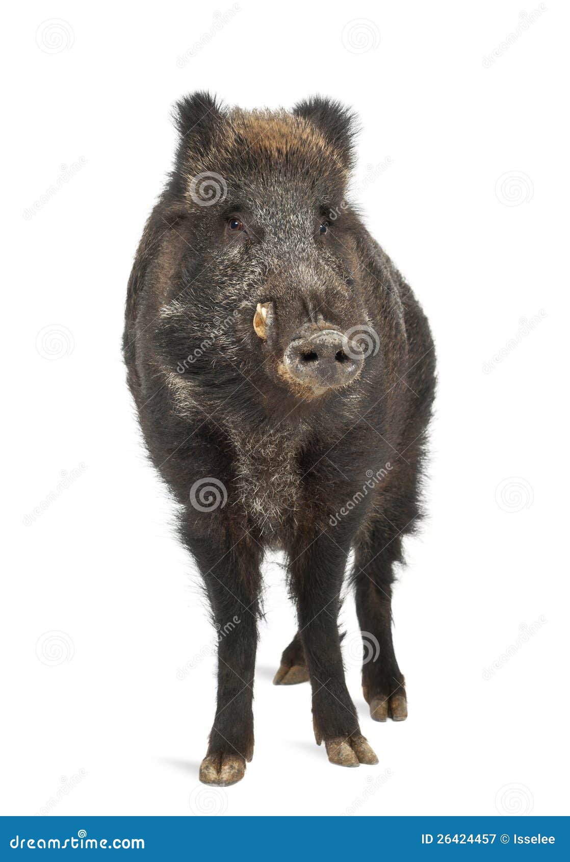 wild boar, also wild pig, sus scrofa