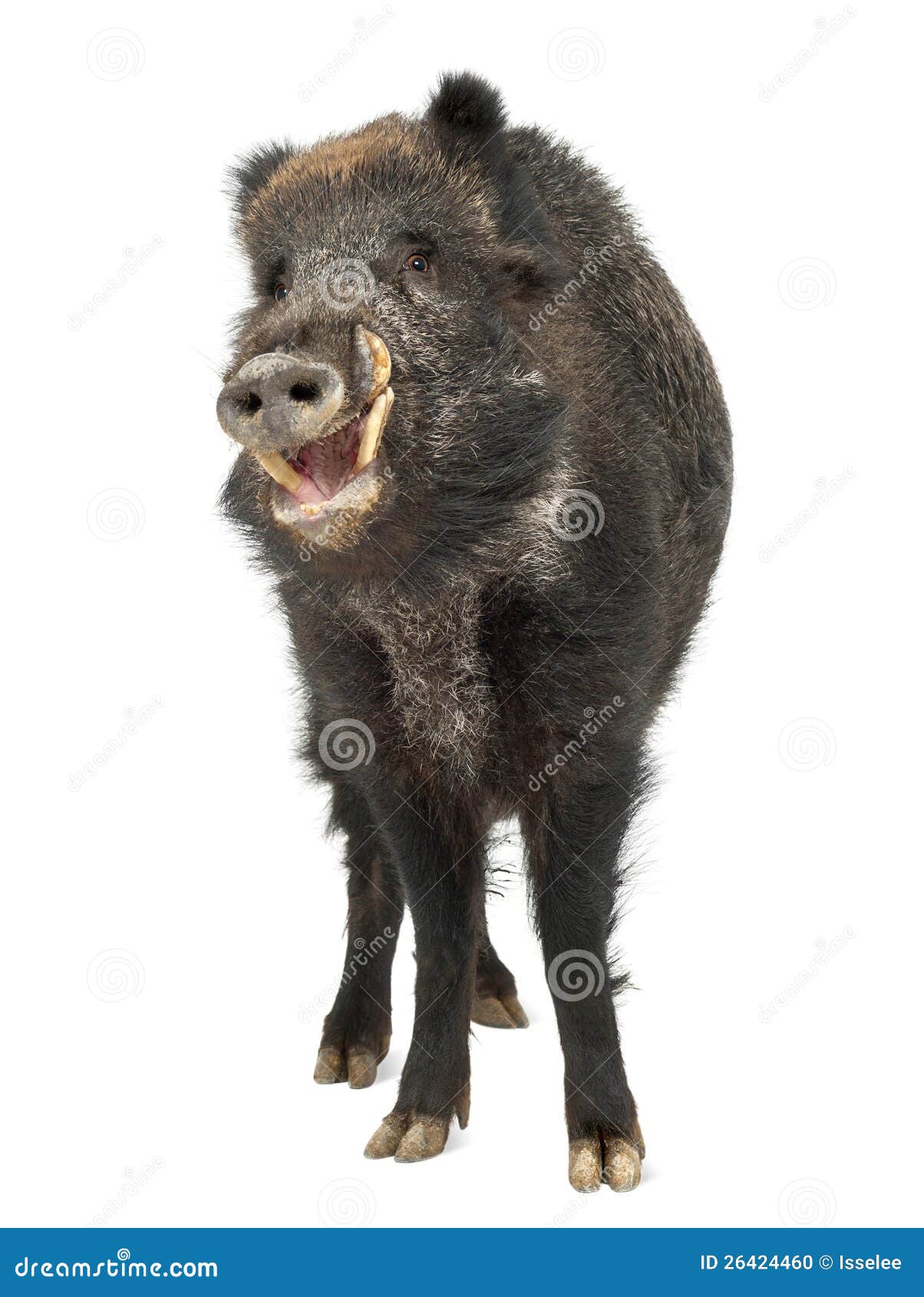 wild boar, also wild pig, sus scrofa