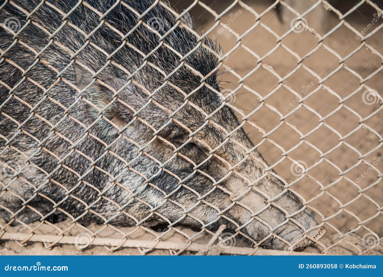 Wild boar in cage stock photo. Image of animal, piglet 260893058