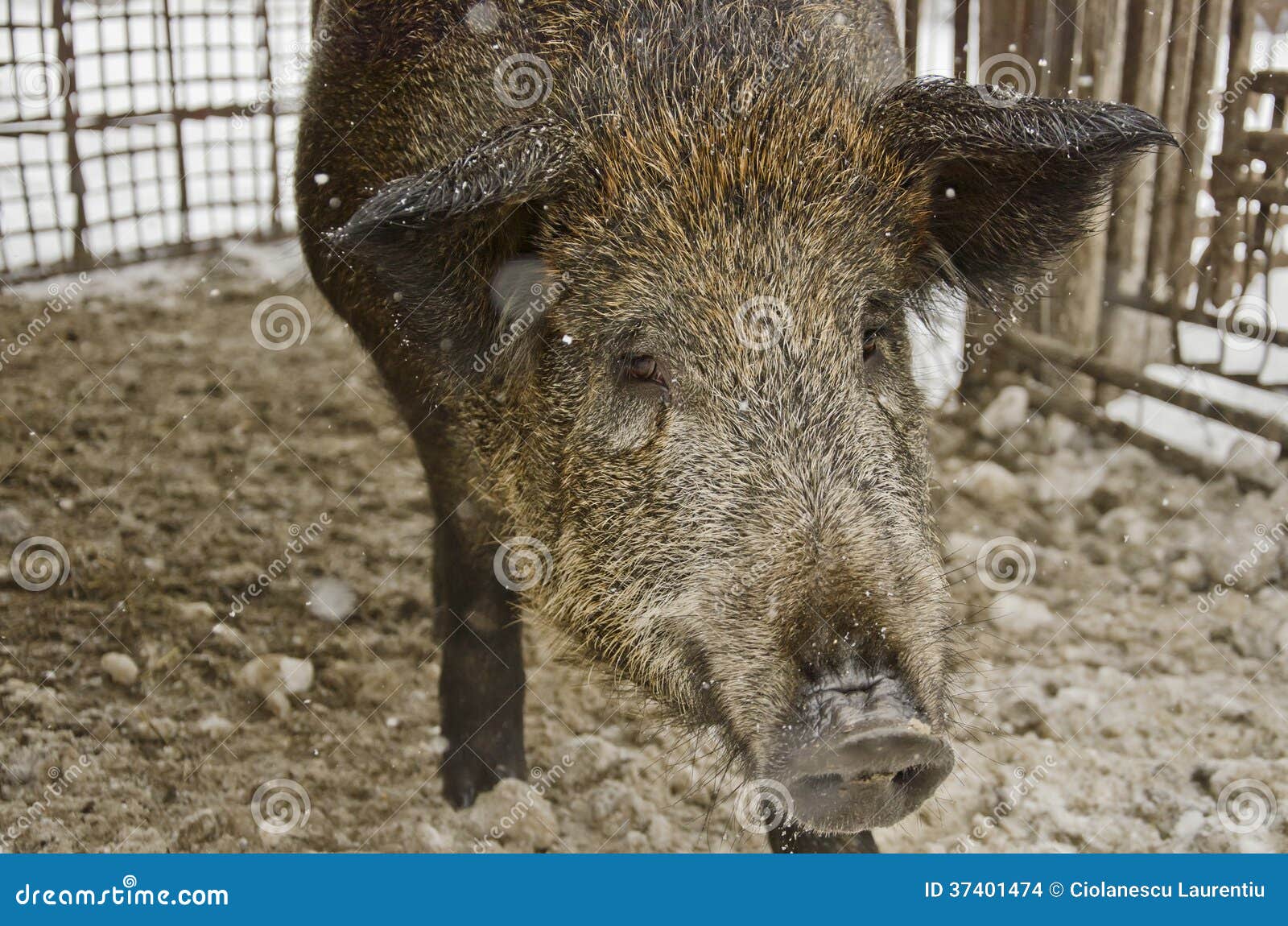 Wild boar in a cage stock photo. Image of brown, portrait 37401474