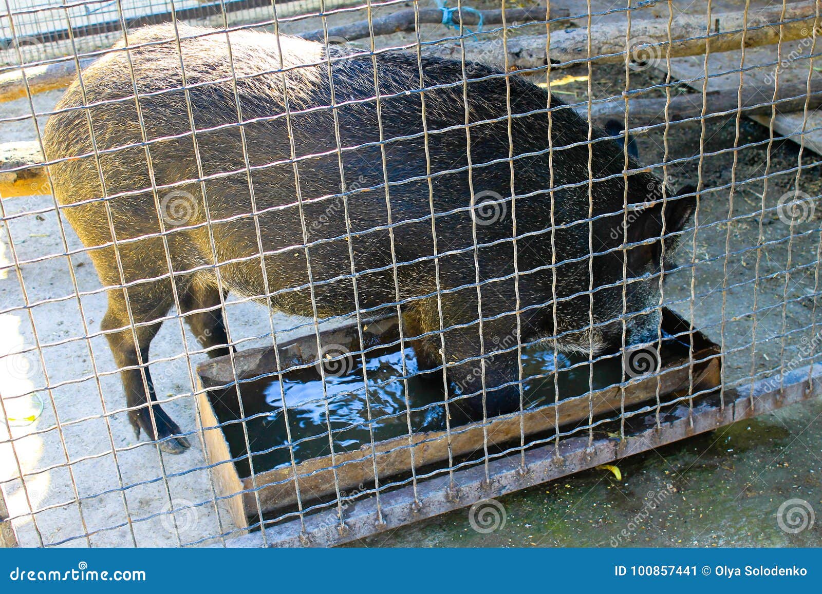 Wild boar in cage stock image. Image of boar, cage, creature 100857441