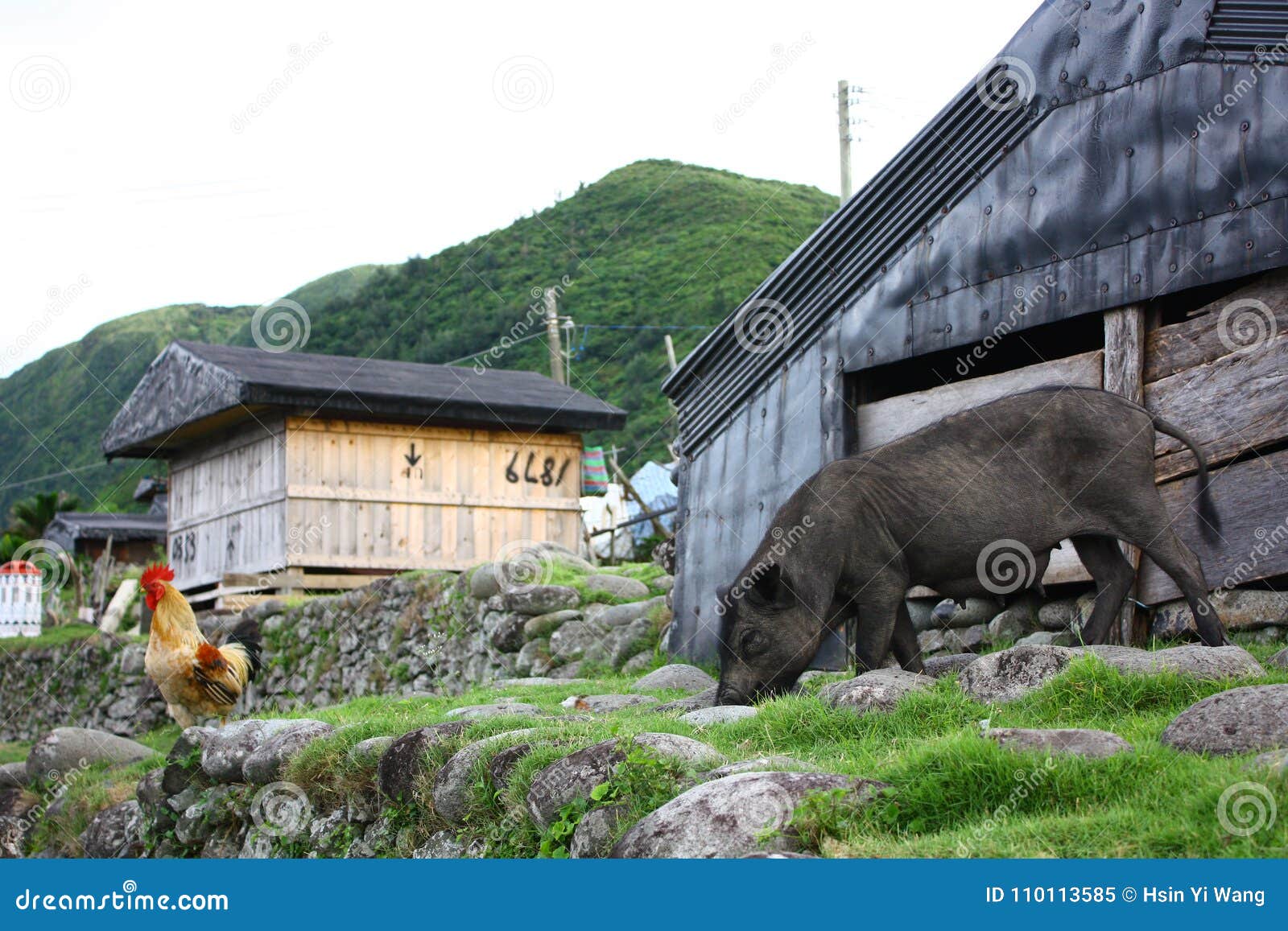 wild boar and chicken besides the house in lanyu, taiwan.