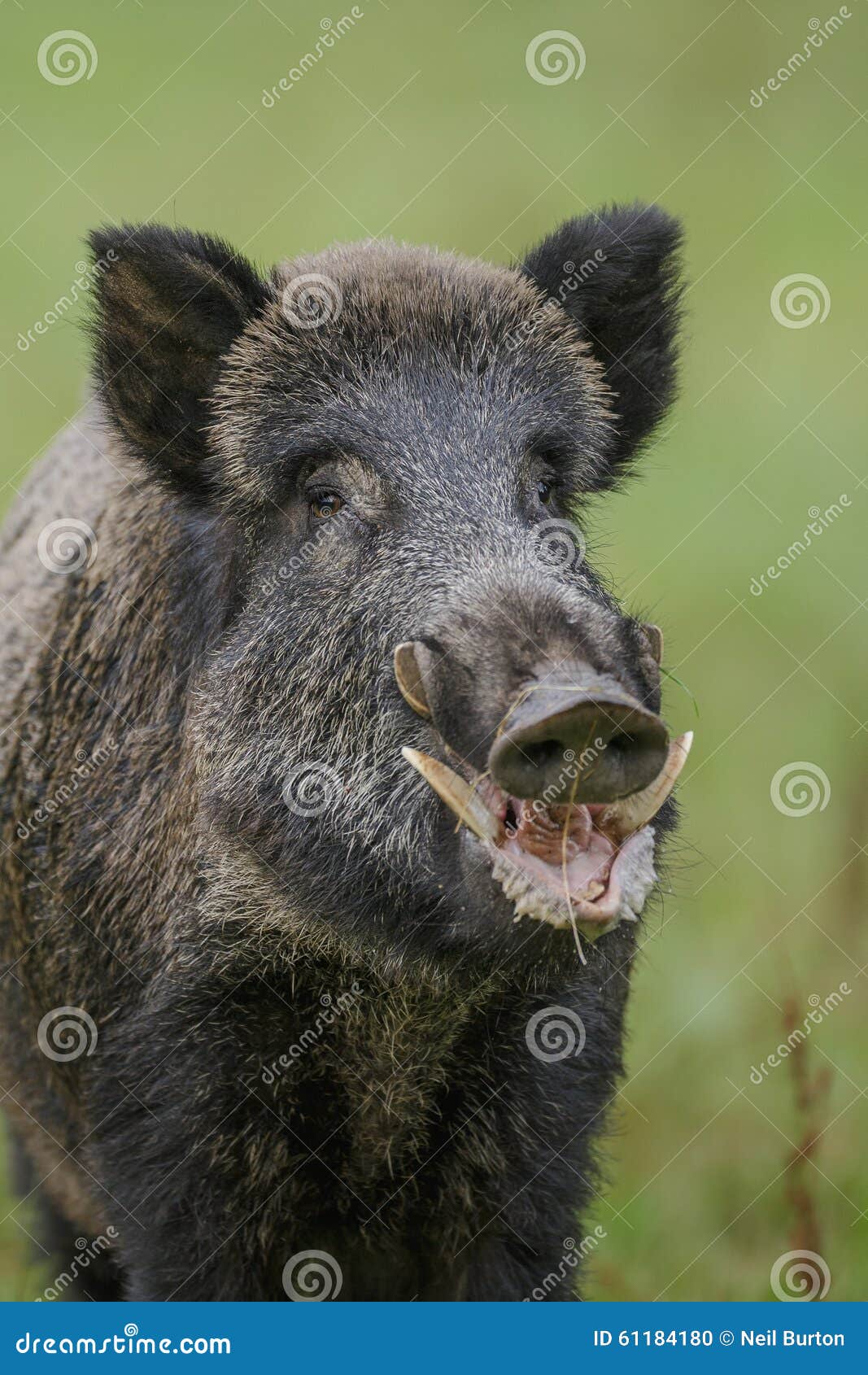 wild boar close-up