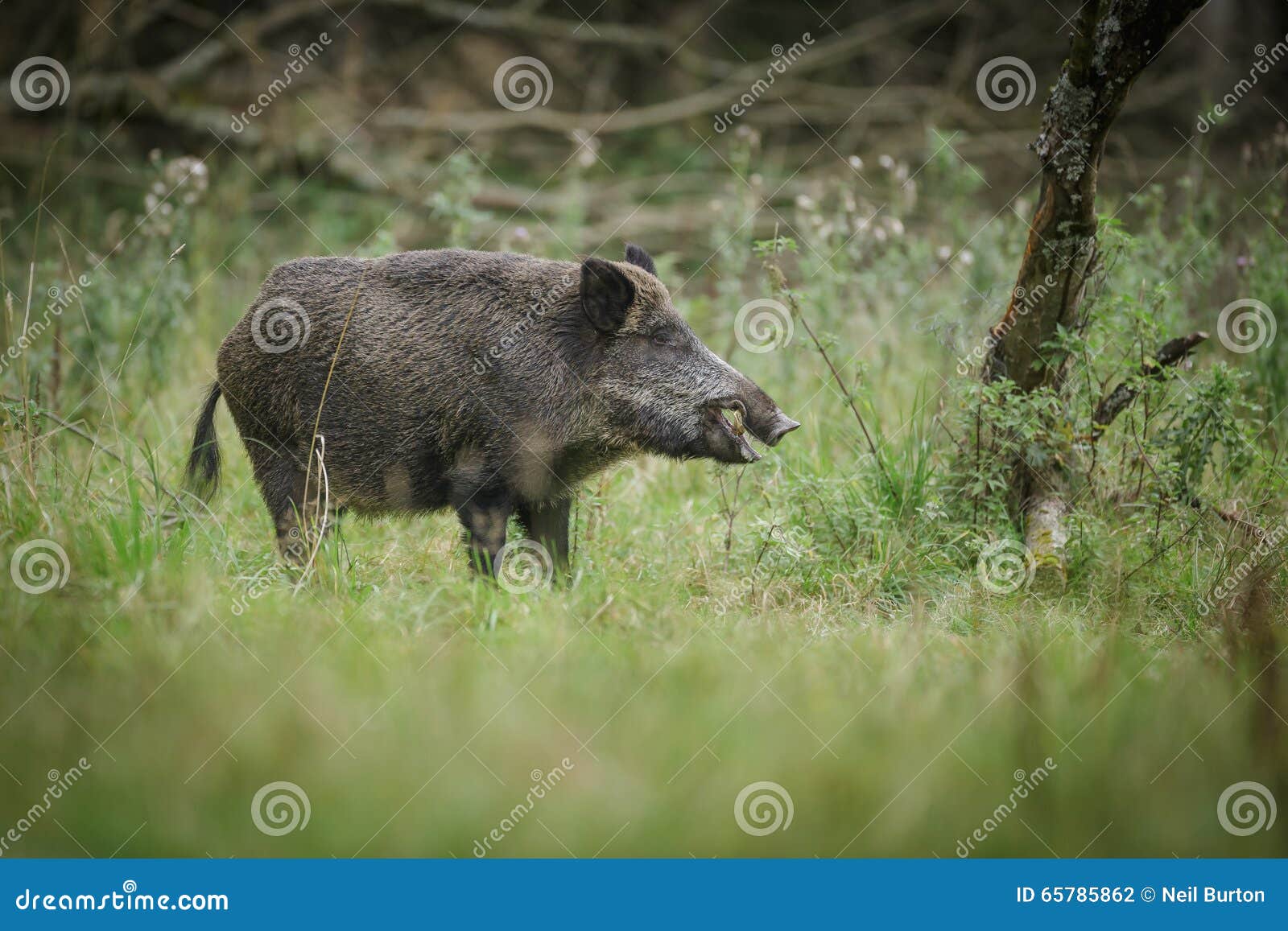 Wild boar eating apples stock photo. Image of hardy, forest 65785862