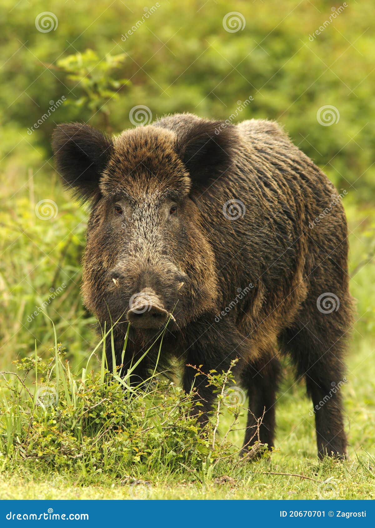 Wild boar in grass stock image. Image of colorful, light 20670701