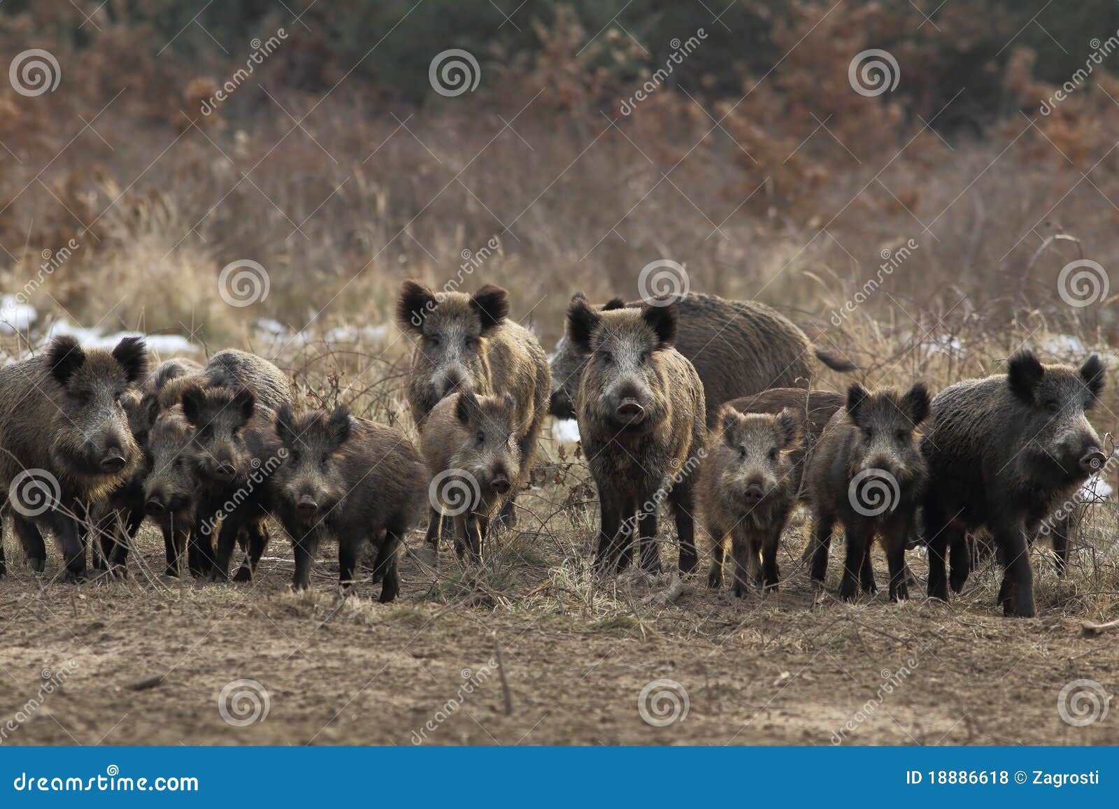 wild boar herd