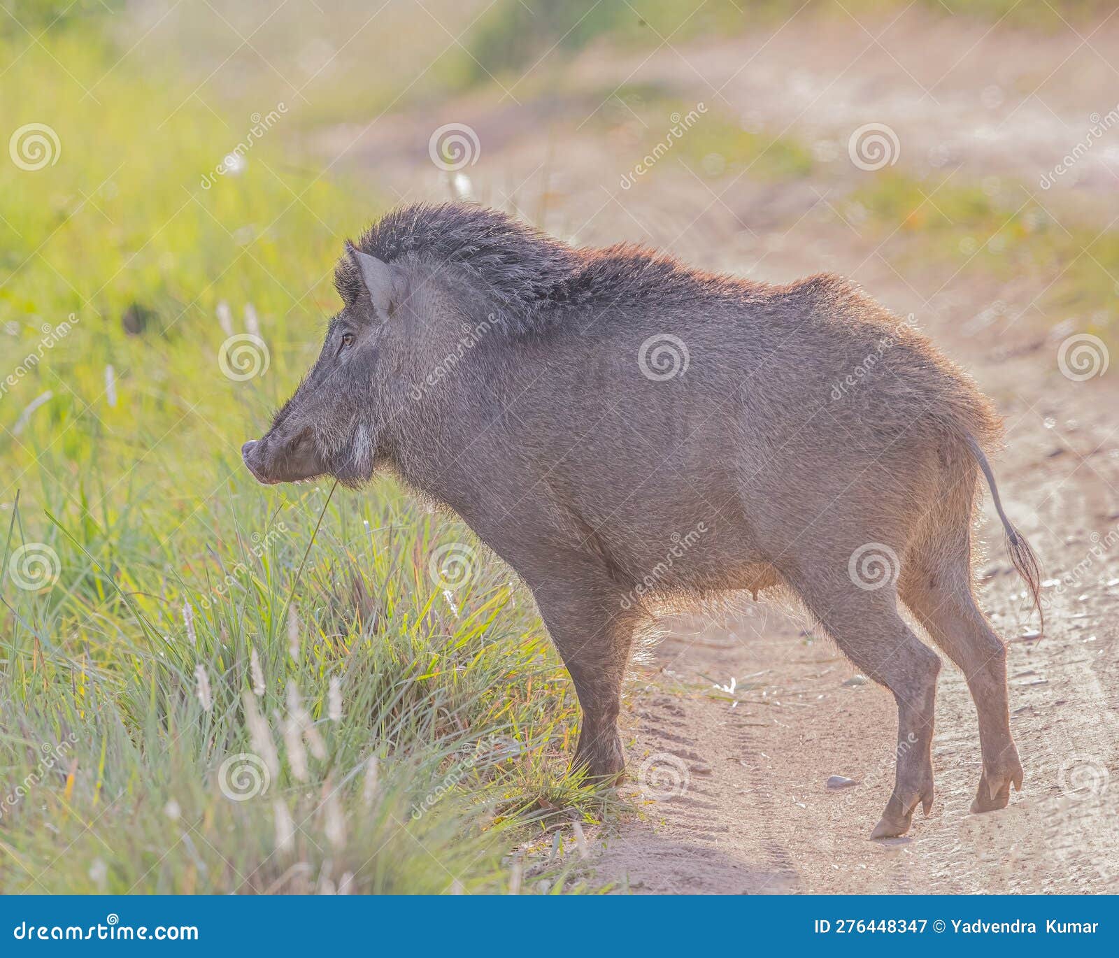 A Wild Boar stock image Image of pine portrait animal Biology Diagrams