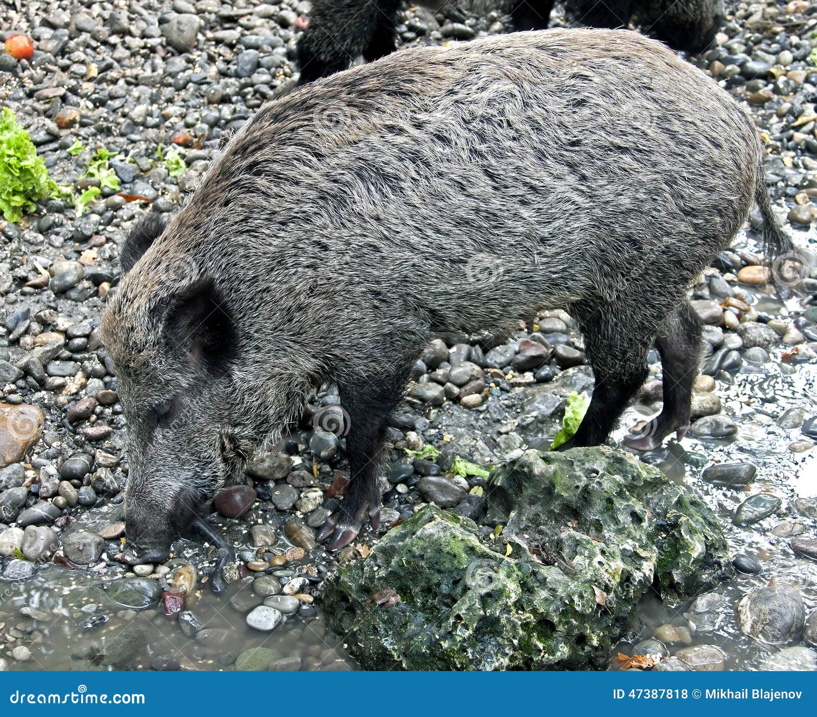 Wild boar 13 stock photo. Image of bacon, boar, snout 47387818