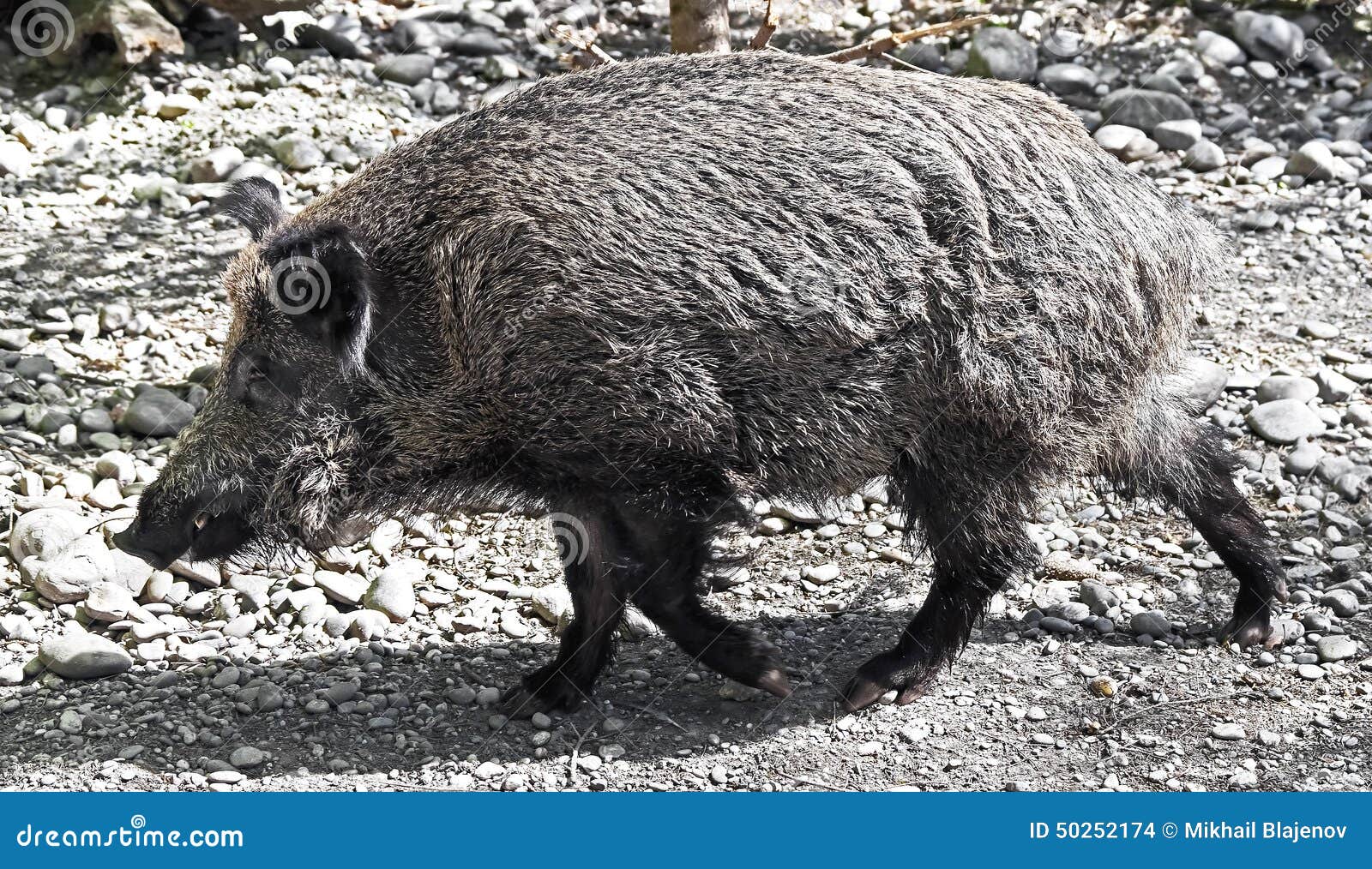 Wild boar 12 stock photo. Image of nice, ecology, hoof 50252174