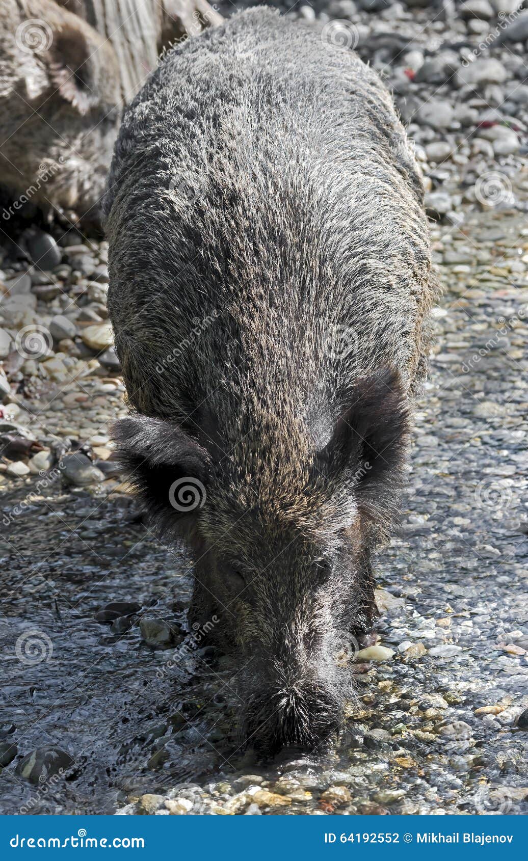 Wild boar 14 stock photo. Image of hunting, view, tail 64192552